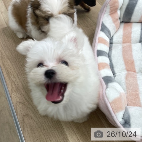 マルチーズの写真
