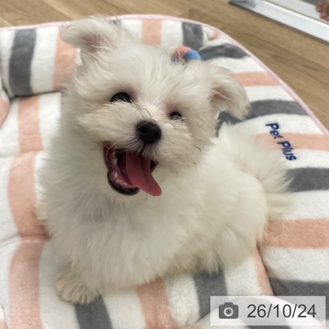 マルチーズの写真