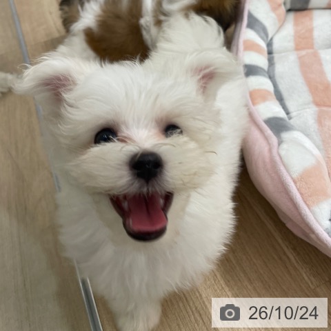 マルチーズの写真