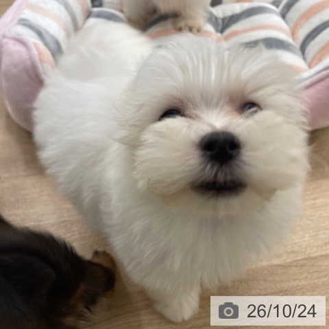 マルチーズの写真