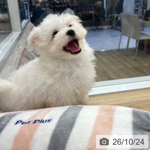 マルチーズの写真