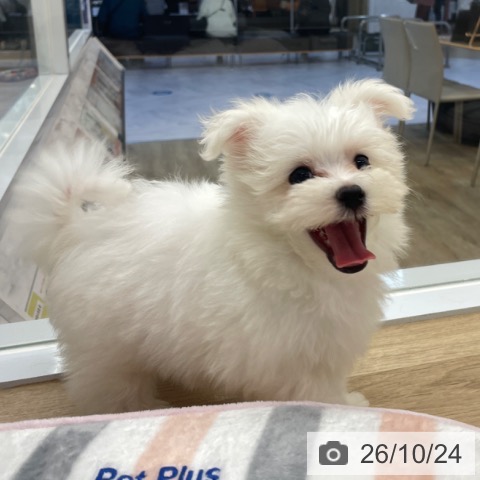 マルチーズの写真