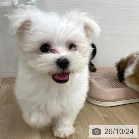 福岡県のマルチーズ (ペットプラス 春日店/2026年8月20日生まれ/男の子/ホワイト)の子犬の3枚目の画像