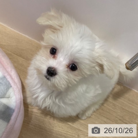 マルチーズの写真