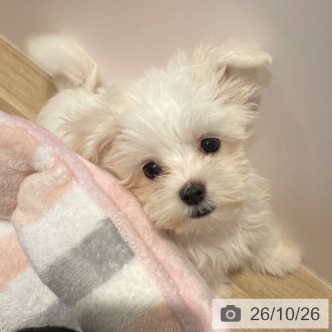 マルチーズの写真
