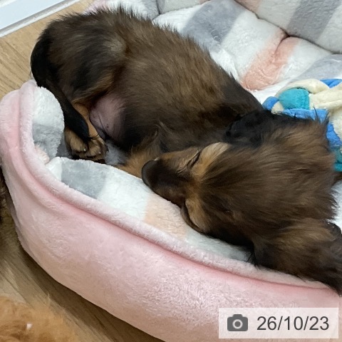 カニーンヘン・ダックスフンドの写真