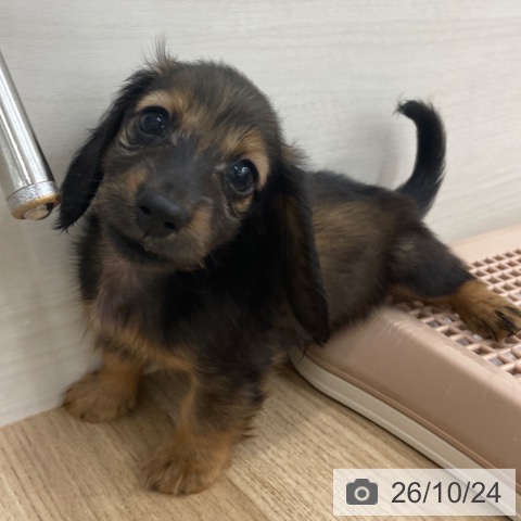 福岡県のカニンヘンダックスフンド(ロング) (ペットプラス 春日店/2026年8月23日生まれ/男の子/レッド)の子犬の4枚目の画像