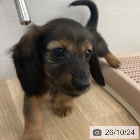 福岡県のカニンヘンダックスフンド(ロング) (ペットプラス 春日店/2026年8月23日生まれ/男の子/レッド)の子犬の3枚目の画像