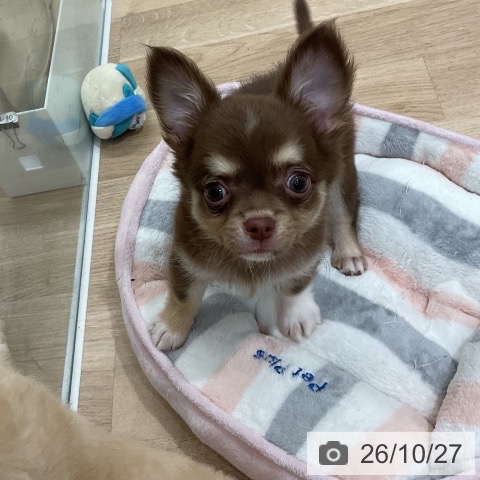 チワワの写真