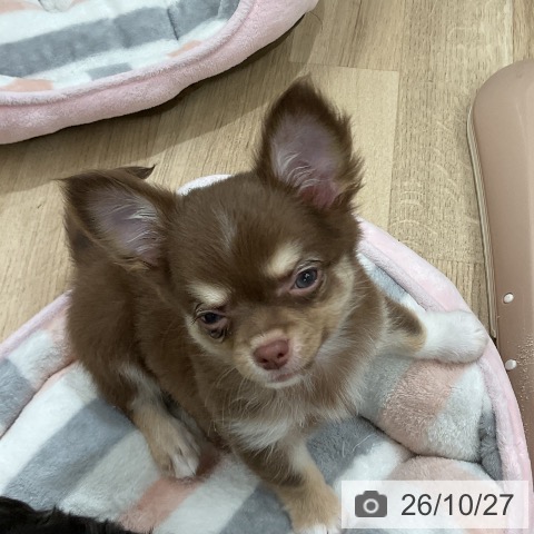 チワワの写真
