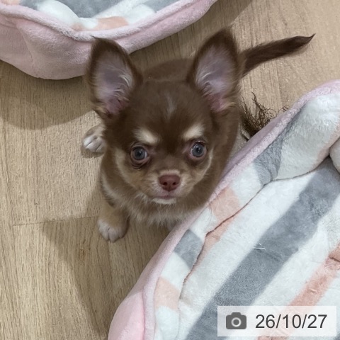 チワワの写真