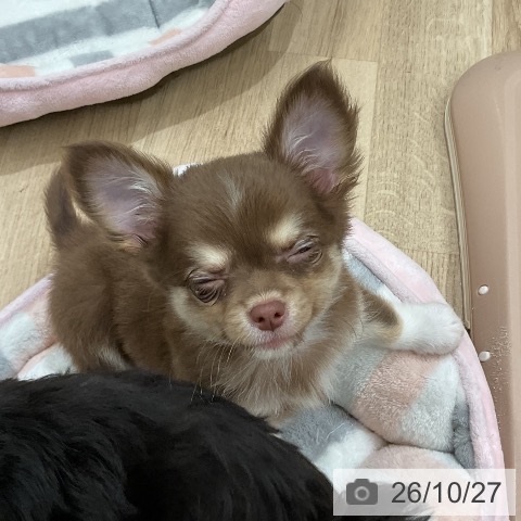 チワワの写真
