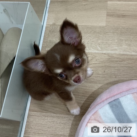 チワワの写真