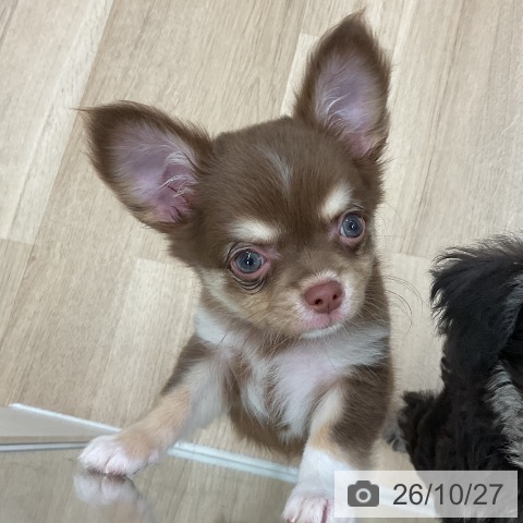 チワワの写真