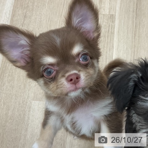 チワワの写真