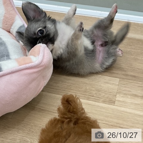 チワワの写真