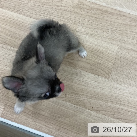 チワワの写真