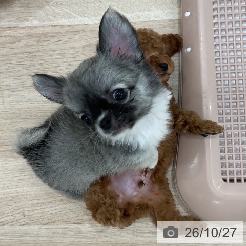 チワワの写真