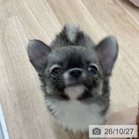 チワワの写真