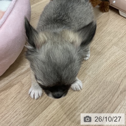 チワワの写真