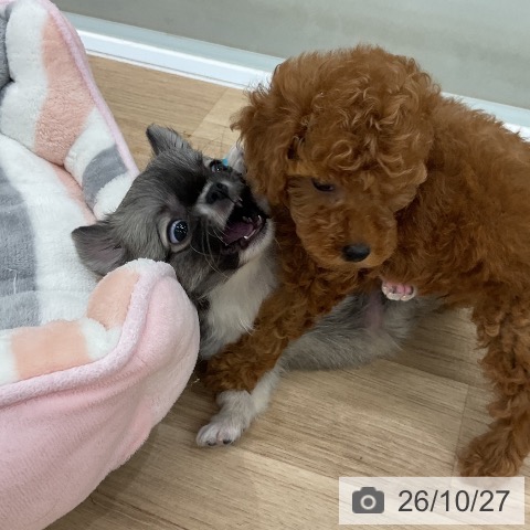 チワワの写真
