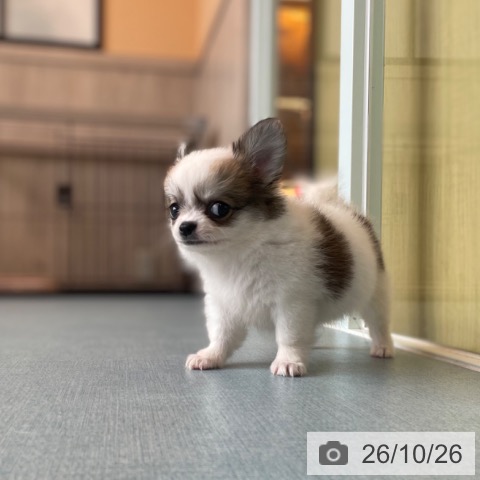 チワワの写真