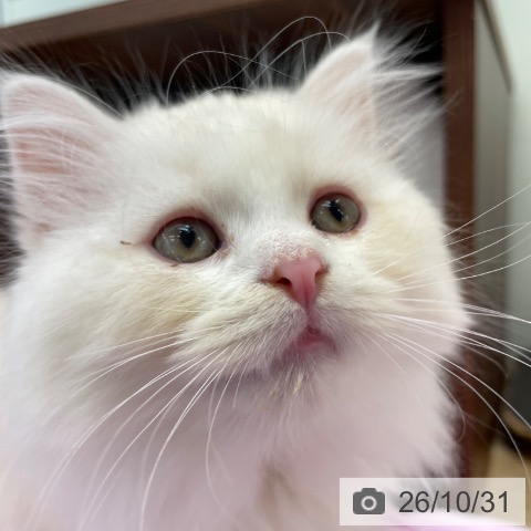 ミヌエットの写真