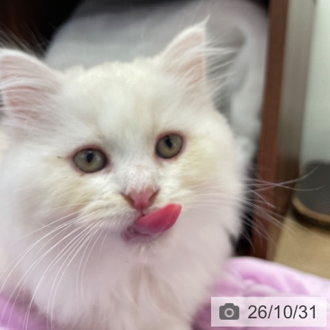 ミヌエットの写真