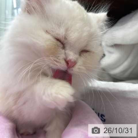 ミヌエットの写真