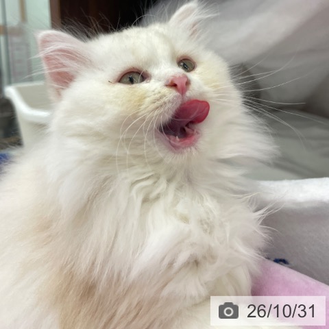 ミヌエットの写真