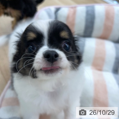 チワワの写真
