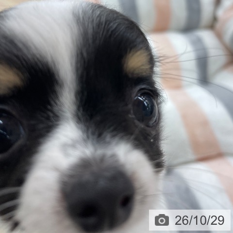 チワワの写真