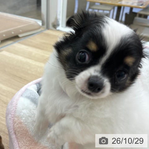 チワワの写真