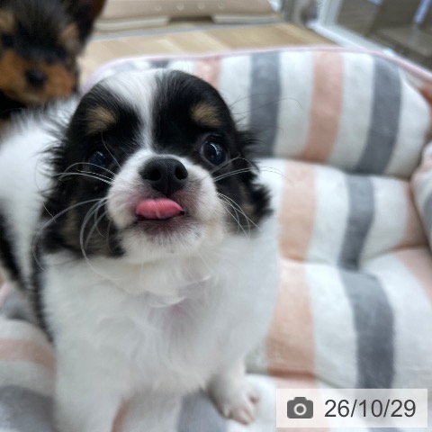 チワワの写真