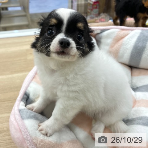 チワワの写真