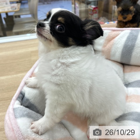 チワワの写真