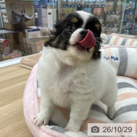 チワワの写真