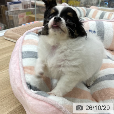 チワワの写真