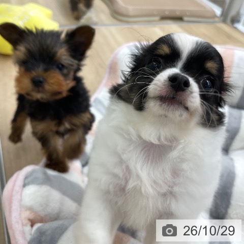 チワワの写真