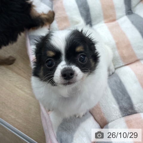 チワワの写真