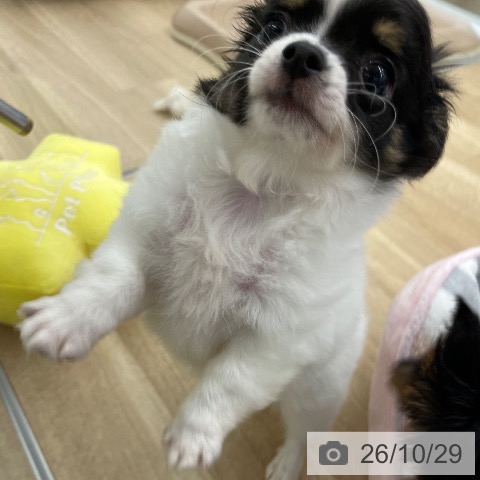 チワワの写真