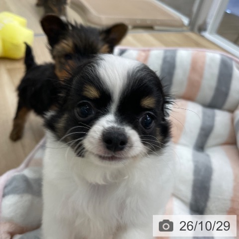 チワワの写真