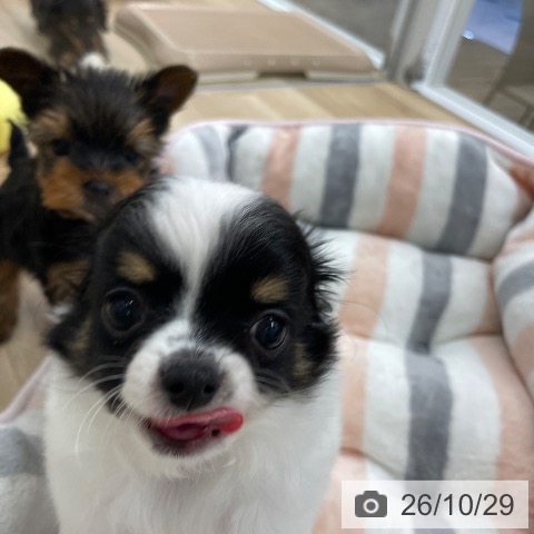 チワワの写真