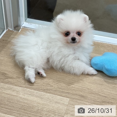 ポメラニアンの写真