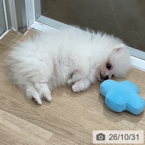 ポメラニアンの写真