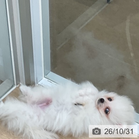 ポメラニアンの写真