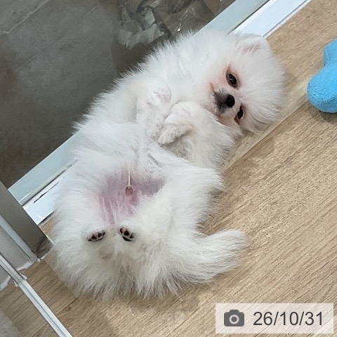 ポメラニアンの写真