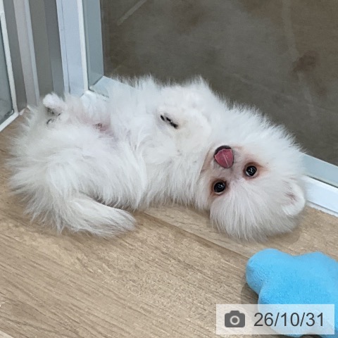 ポメラニアンの写真
