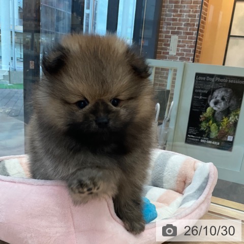 ポメラニアンの写真