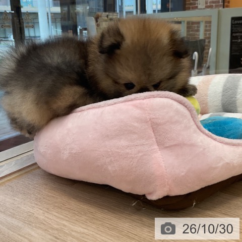 ポメラニアンの写真